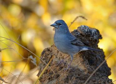 Go Slow in Gran Canaria