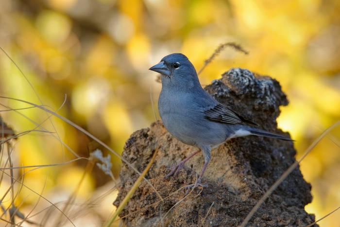 Gran Canaria Blue Chaffinch shutterstock_1831501681.jpg