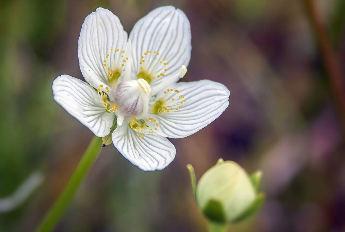 Grass-of-Parnassus (Russ Hedley).jpg