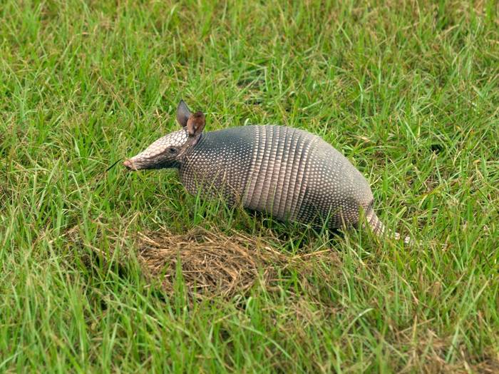 Nine-banded Armadillo