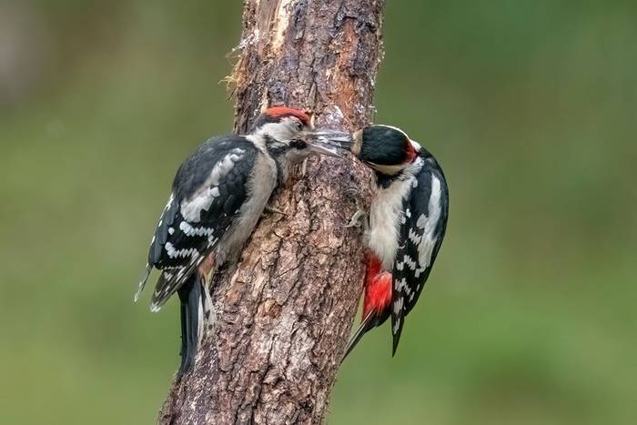 Greater Spotted Woodpeckers (Paul McDougall).jpg