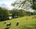 Sheep grazing next to River Usk next to Brecon Canal Tow Path.JPG