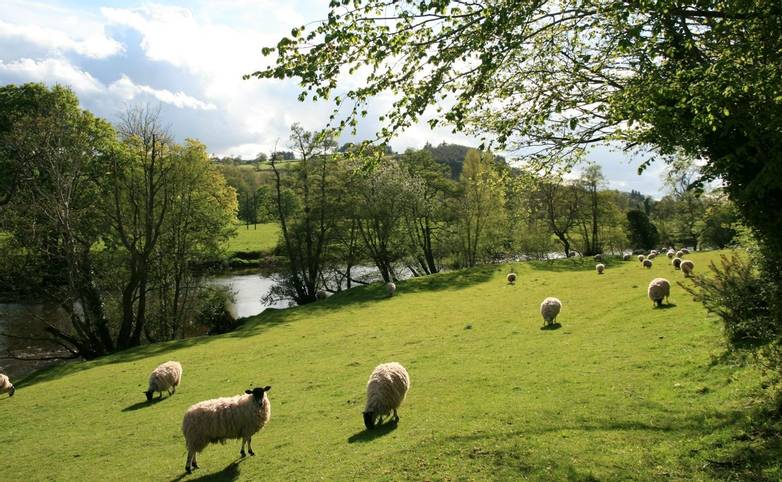 Sheep grazing next to River Usk next to Brecon Canal Tow Path.JPG