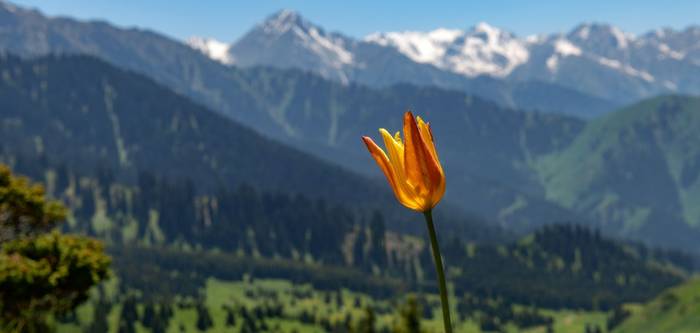 Tulipa kolpakowskiana, Kazakhstan shutterstock_2404255825.jpg