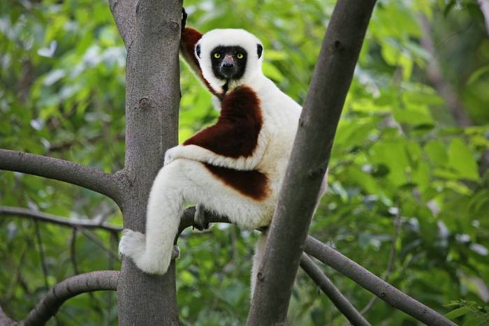 Coquerel's Sifaka Lemur shutterstock_132940412.jpg