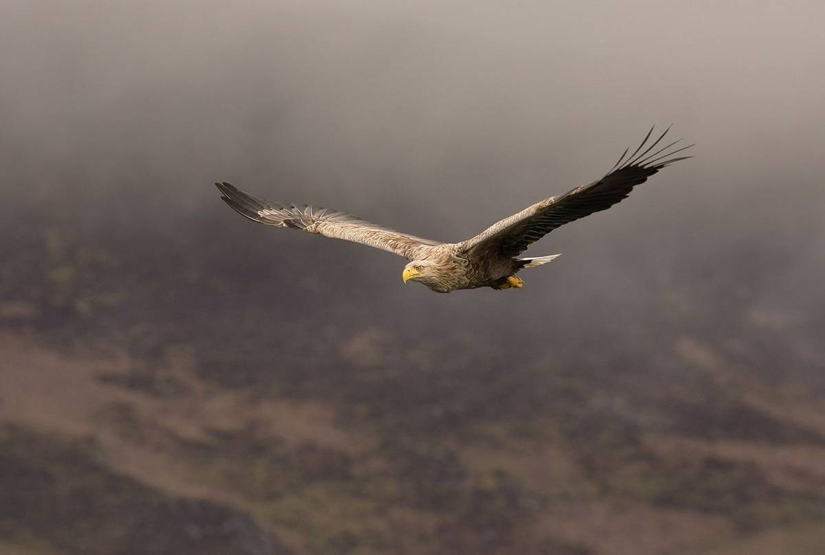 UK17 286 White Tailed Sea Eagle (Haliaeetus Albicilla), Loch Na Keal, Mull