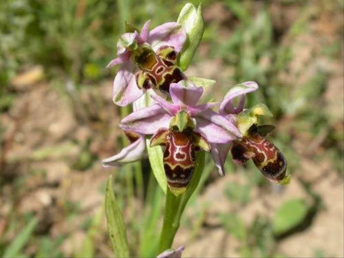 Ophrys scolopax - Woodcock Orchid  (Dawn Balmer)