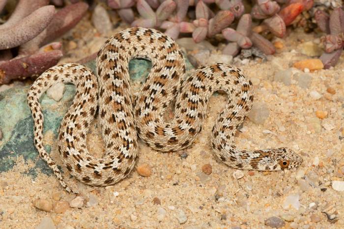 Dwarf Beaked Snake (Dipsina multimaculata) © Tyrone Ping