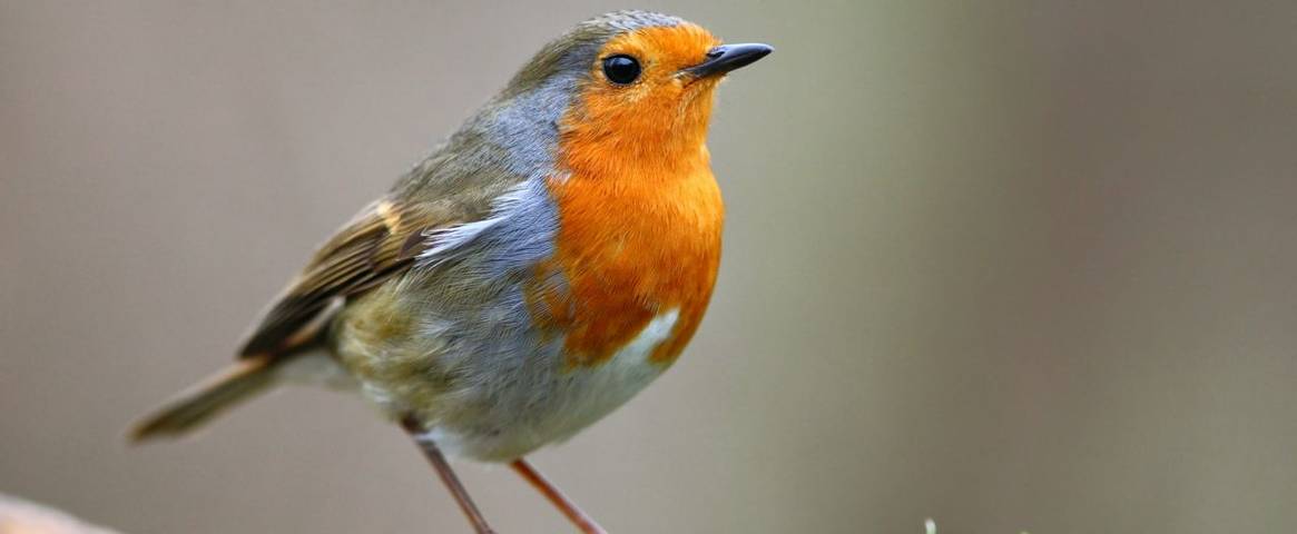 There's something nostalgic and entirely contemplative about the way the Robin sings