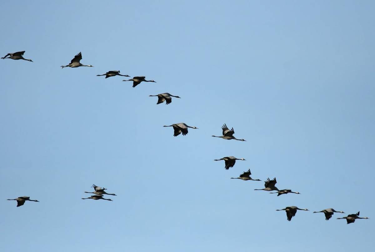 Common Cranes