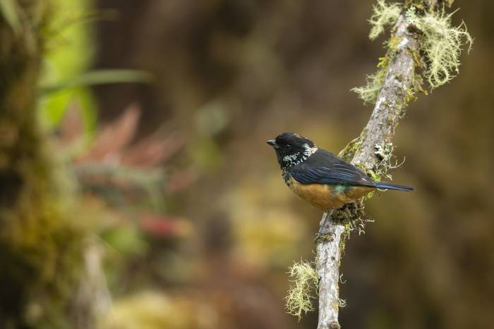 Spangle-cheeked Tanager © Oliver Smart, April 2026 tour