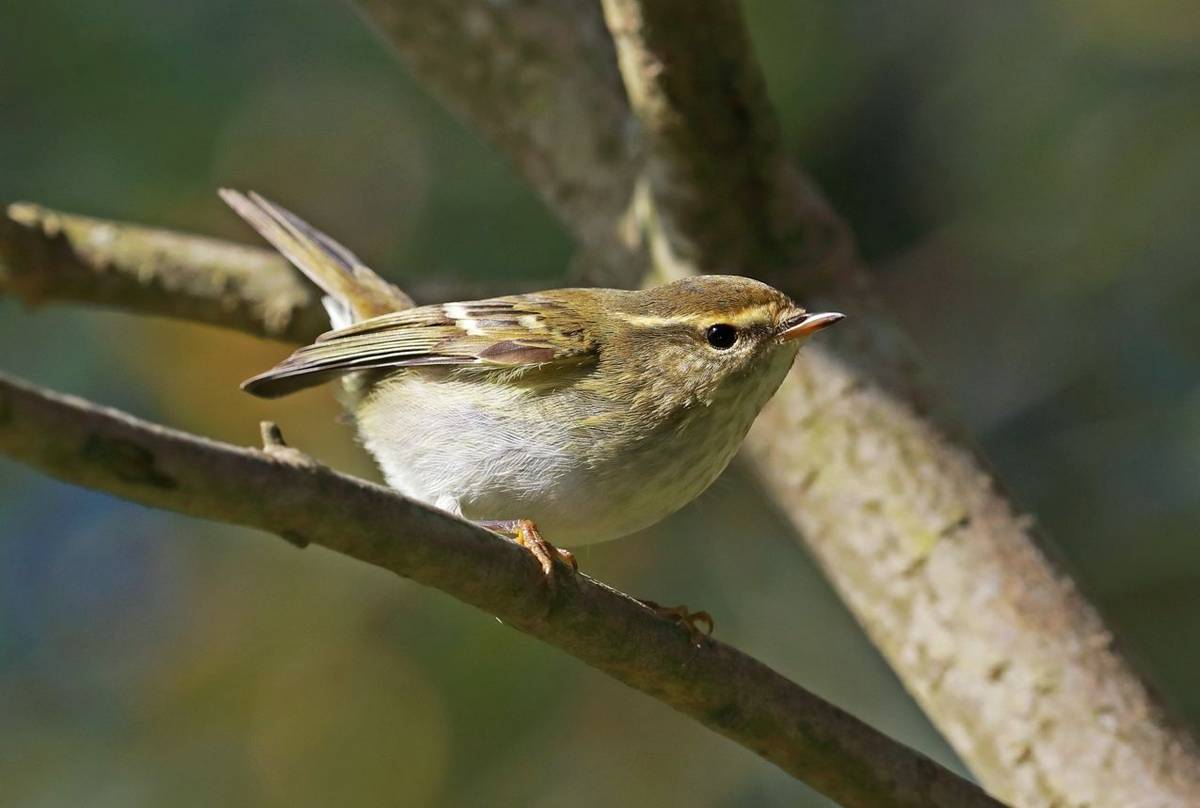 Yellow-browed Warbler, Yorkshire  shutterstock_1535149637.jpg