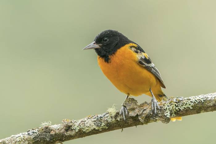 Baltimore Oriole, Savegre, Costa Rica, 26 March 2022, KEVIN ELSBY FRPS.jpg
