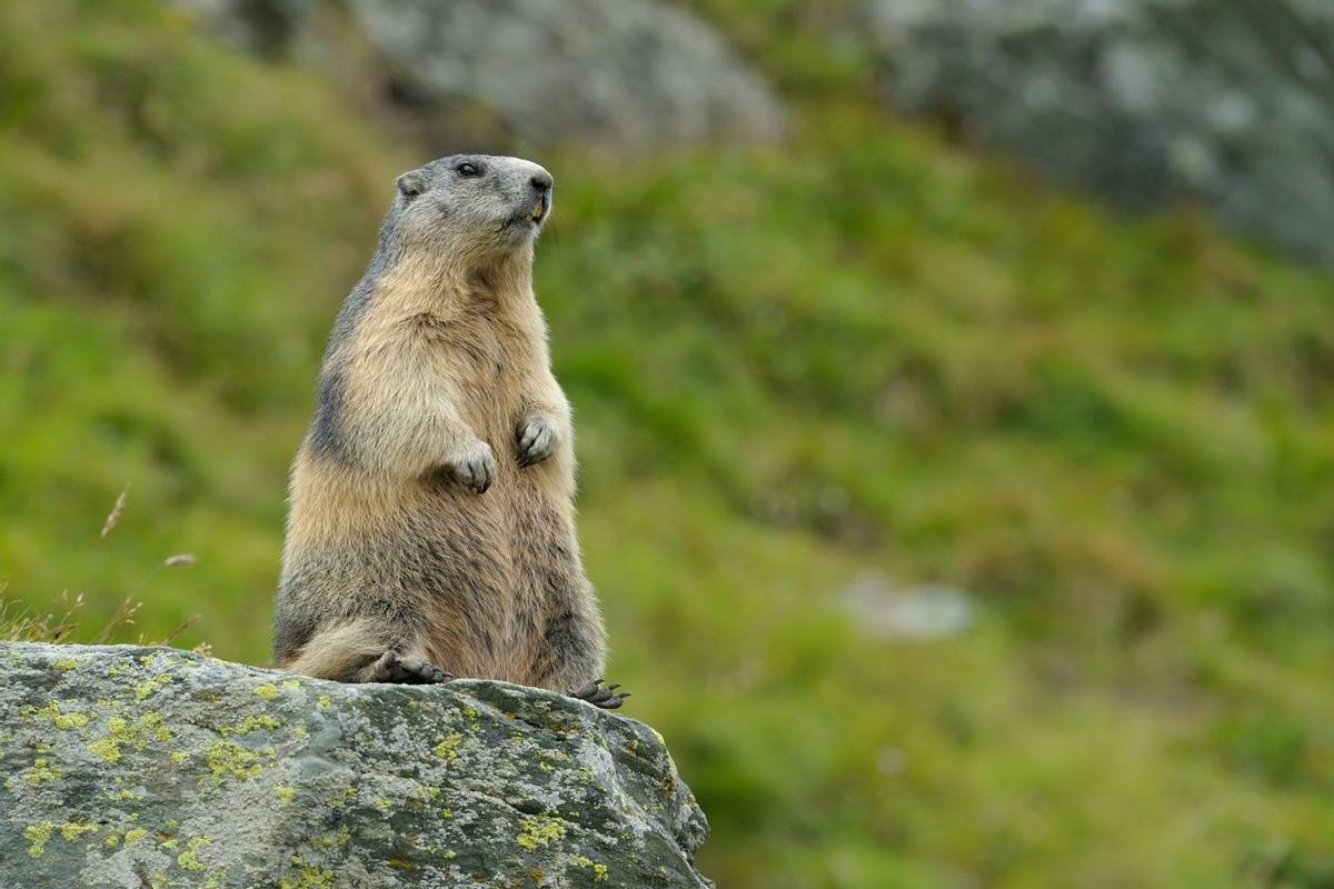 Alpine Marmot Shutterstock 1046700085