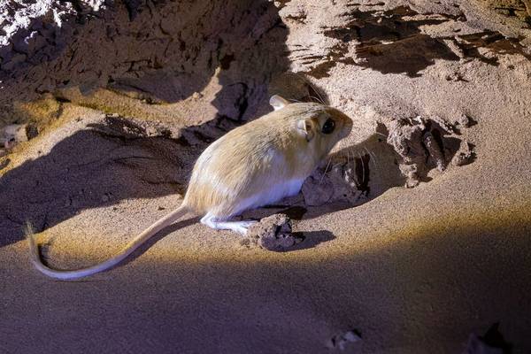 Lesser Egyptian Gerbil (Mike Unwin) Image