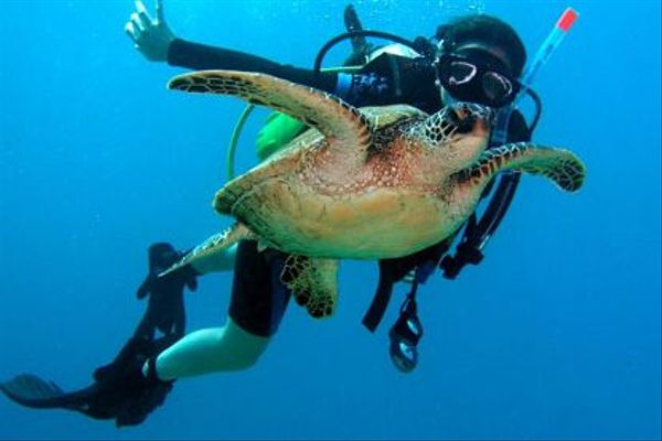 canouan-estate-resort-activities-Diver-Turtle.jpg