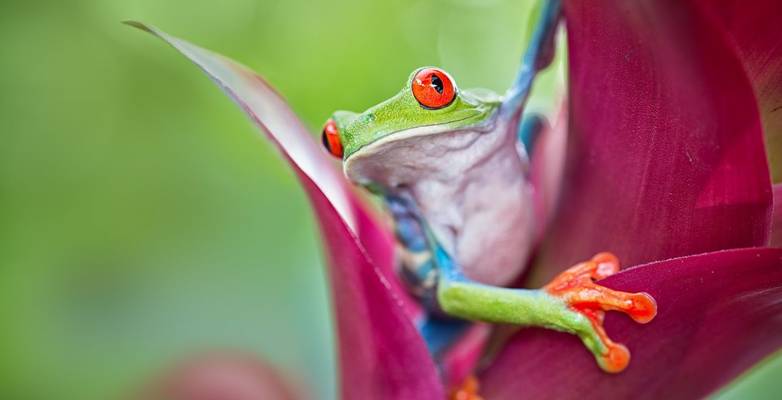 A vibrant red-eyed tree frog sitting on a flower in Costa Rica