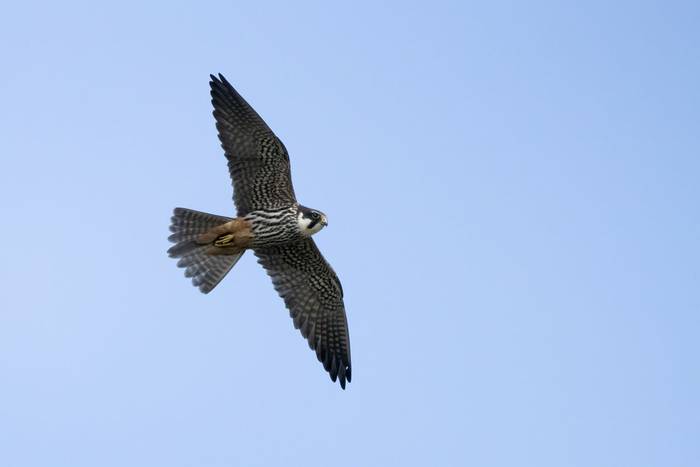 Hobby shutterstock_2081235169.jpg
