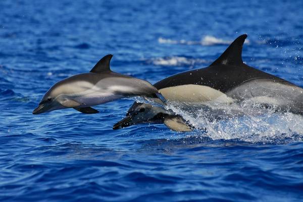 Three different dolphin species and lots of sea birds today! - Azores Whales