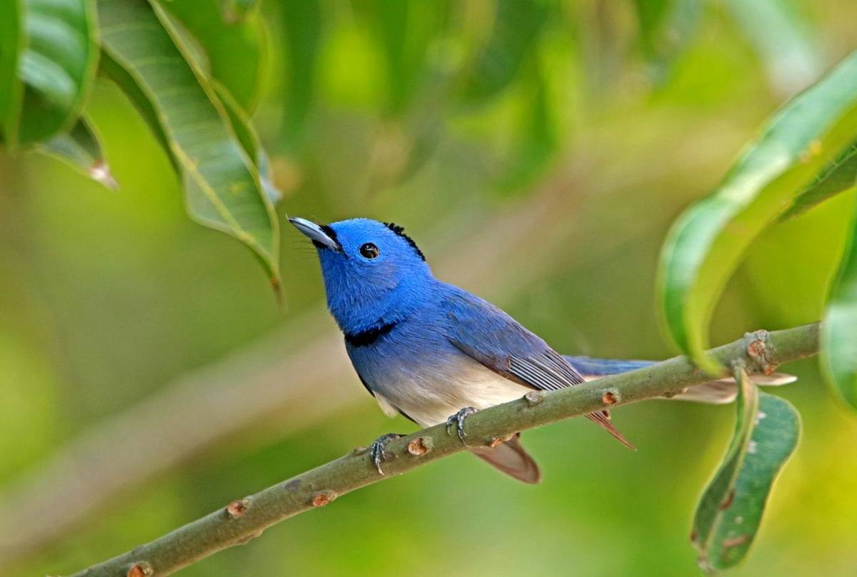 Black-naped Monarch