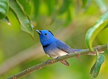 Birding the Philippines