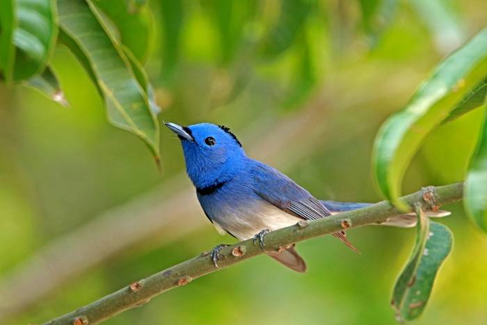 Black-naped Monarch