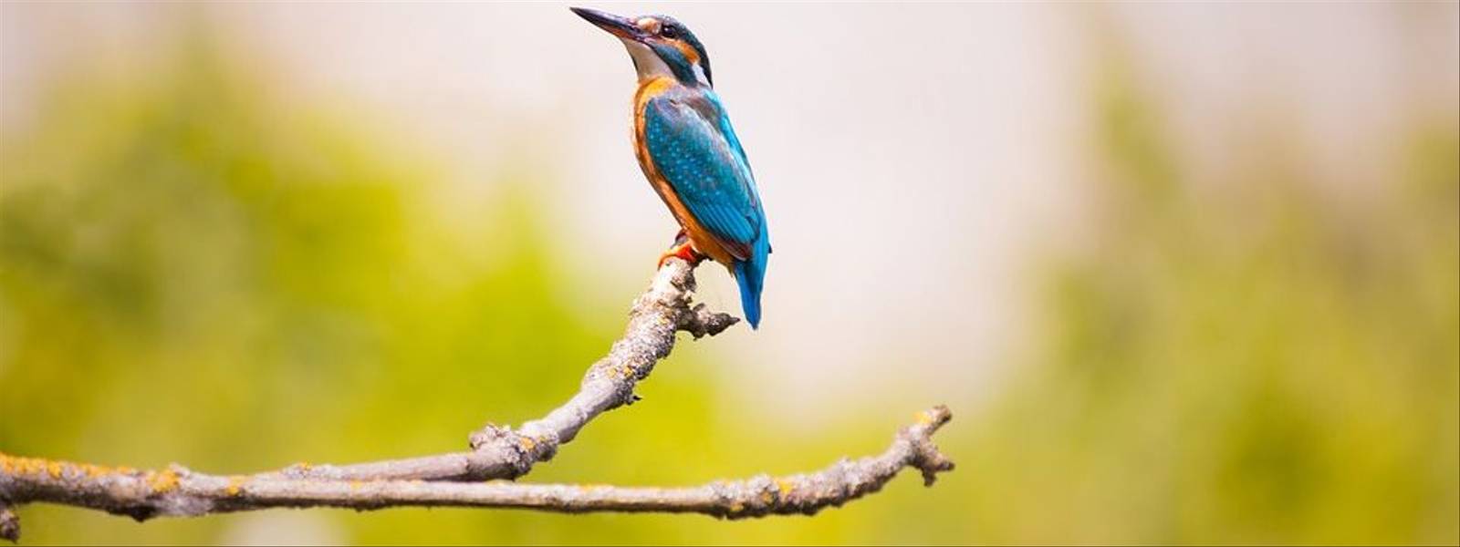Natural World-2363879_960_720 Pixabay.jpg