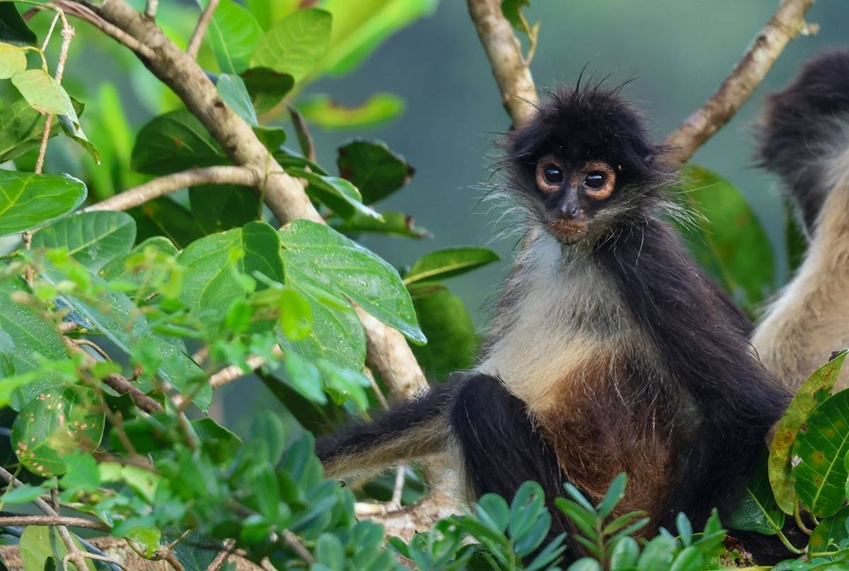 Central American Spider Monkey  (Marcus John).jpg