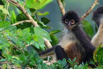Central American Spider Monkey  (Marcus John).jpg