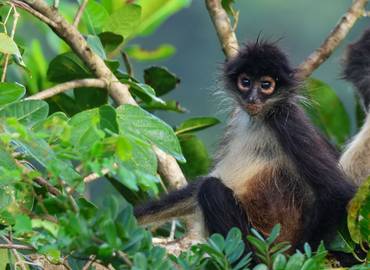 Mexico's Yucatan Peninsula - Maya, Monkeys & Turtles