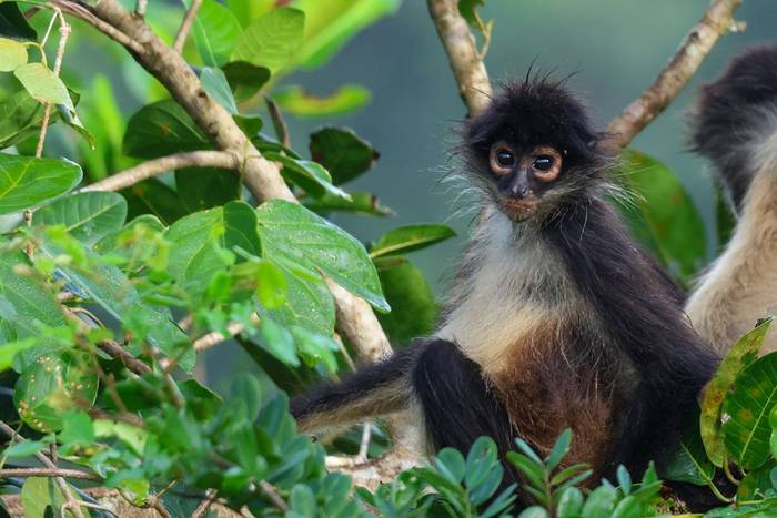 Central American Spider Monkey  (Marcus John).jpg