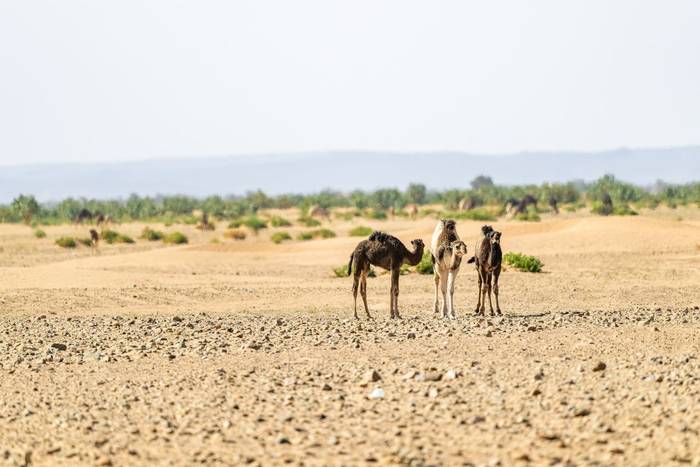 Young Dromedary Camels © Adam Court, March 2026 tour