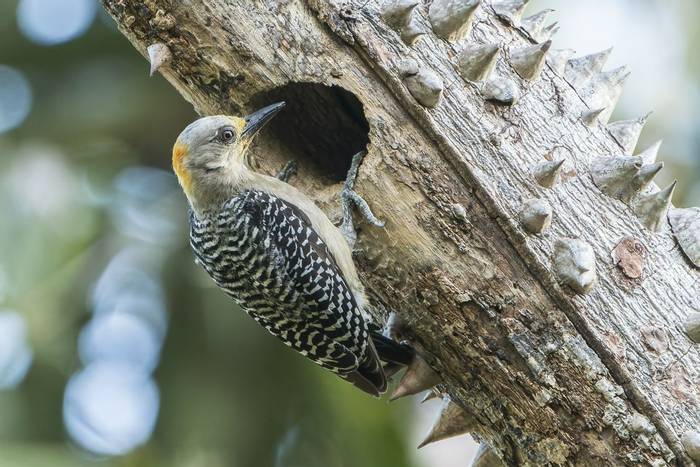 Hoffman’s Woodpecker, San Jose, Costa Rica, 25 March 2022, KEVIN ELSBY FRPS.jpg