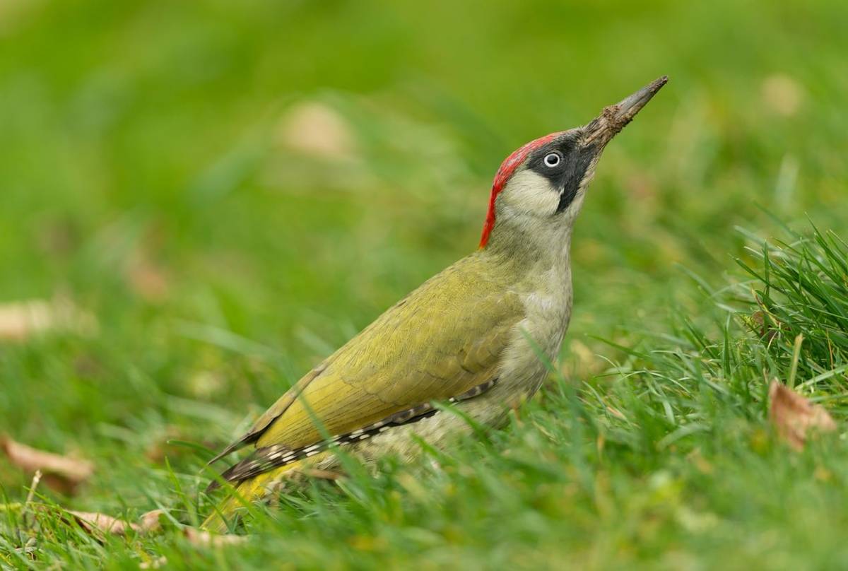 Green Woodpecker shutterstock_357258029.jpg