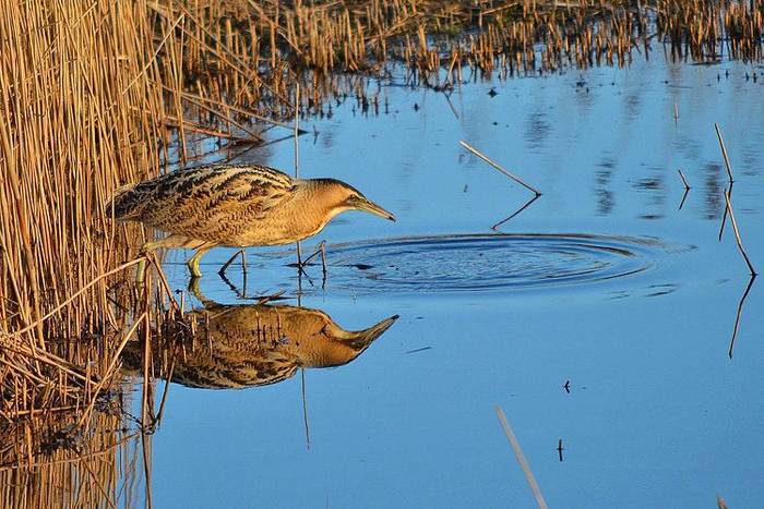 Bittern (Caroline Robinson)