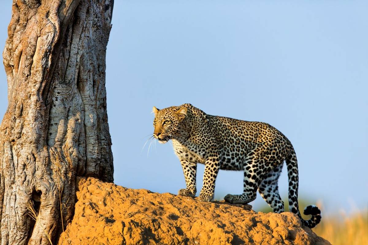 Leopard, Tanzania Shutterstock 149795627