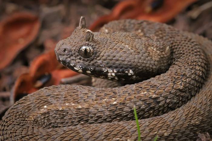 Kenya Horned Viper (Bitis worthingtoni) © Laura and Bobby Bok, April 2026