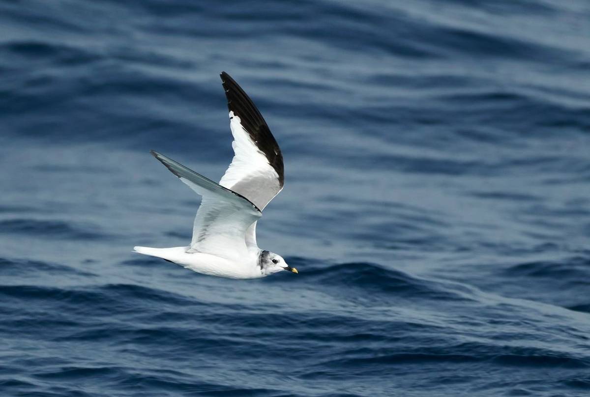 Sabine's Gull shutterstock_1900149583.jpg