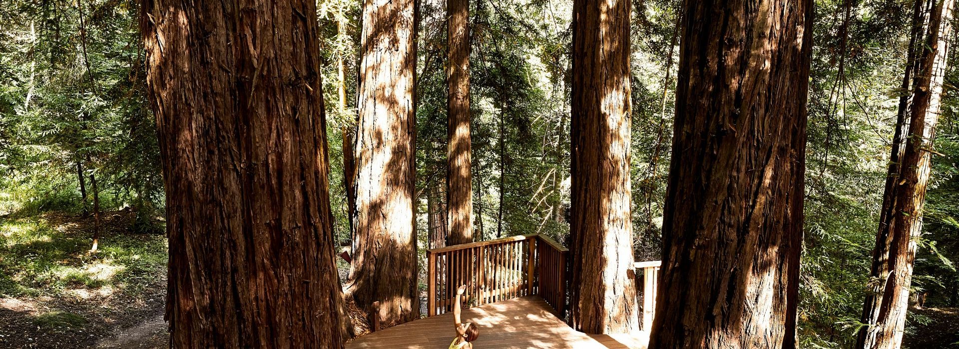 canyon ranch-woodside-california-Yoga in the trees.jpg