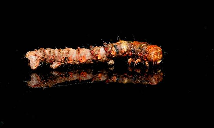 Moth caterpillar sp. (David Jackson).jpg