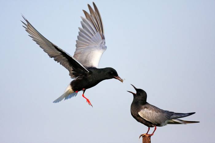 White-winged Tern