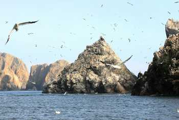 Gannet colony Les Etacs Alderney (Martin Batt)