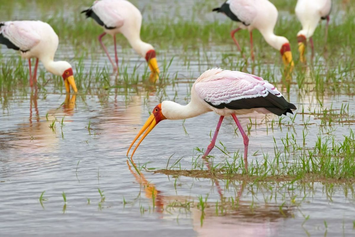 African wading stork, Yellow billed stork (Wood stork, Wood ibis) foraging for fish in water. Leaving bills partially open a…
