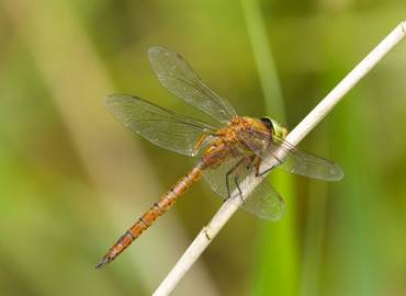 Dragonflies & Birds of the Camargue