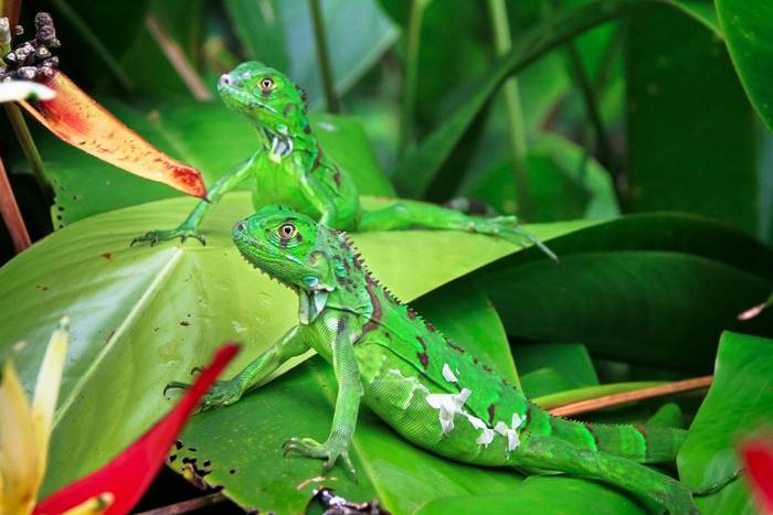 Green Iguanas, Costa Rica shutterstock_779554786.jpg