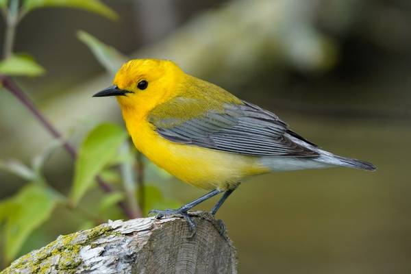 Prothonotary Warbler Image