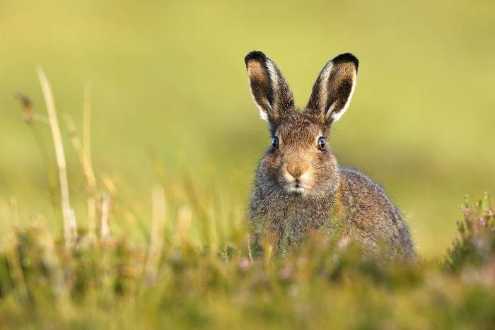 Mountain Hare