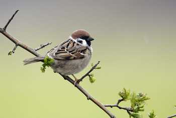 Tree Sparrow shutterstock_148122182.jpg