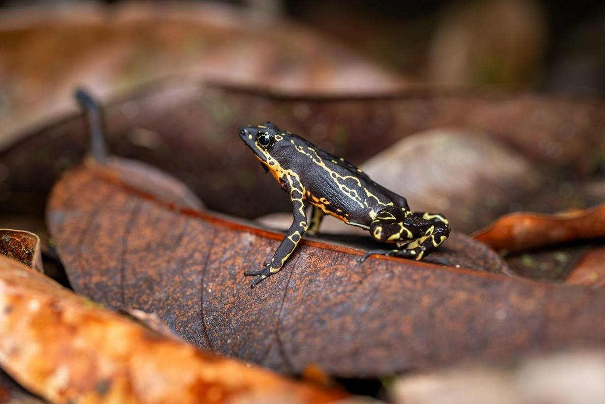 Hoogmoed's Harlequin Frog © A J Bradshaw, March 2026 tour