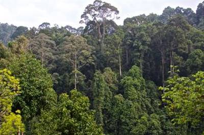 Bornean Rainforest by Dani Free